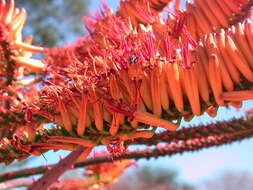 Image of Aloe marlothii subsp. marlothii