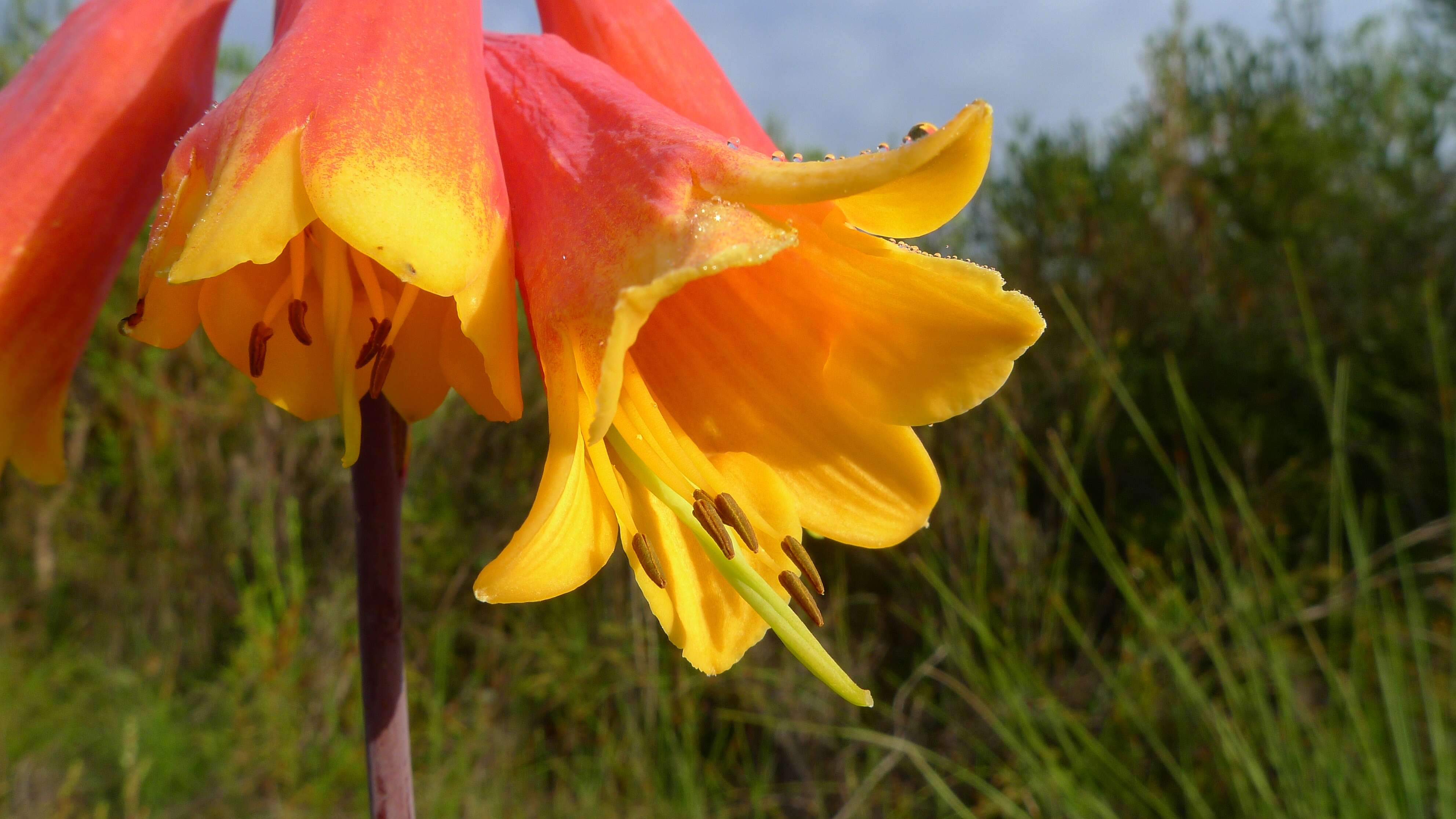 Image of Blandfordia grandiflora R. Br.