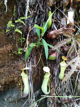 Image of Pitcher plant