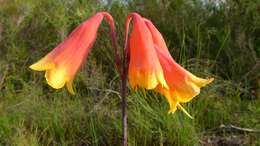 Image of Blandfordia grandiflora R. Br.