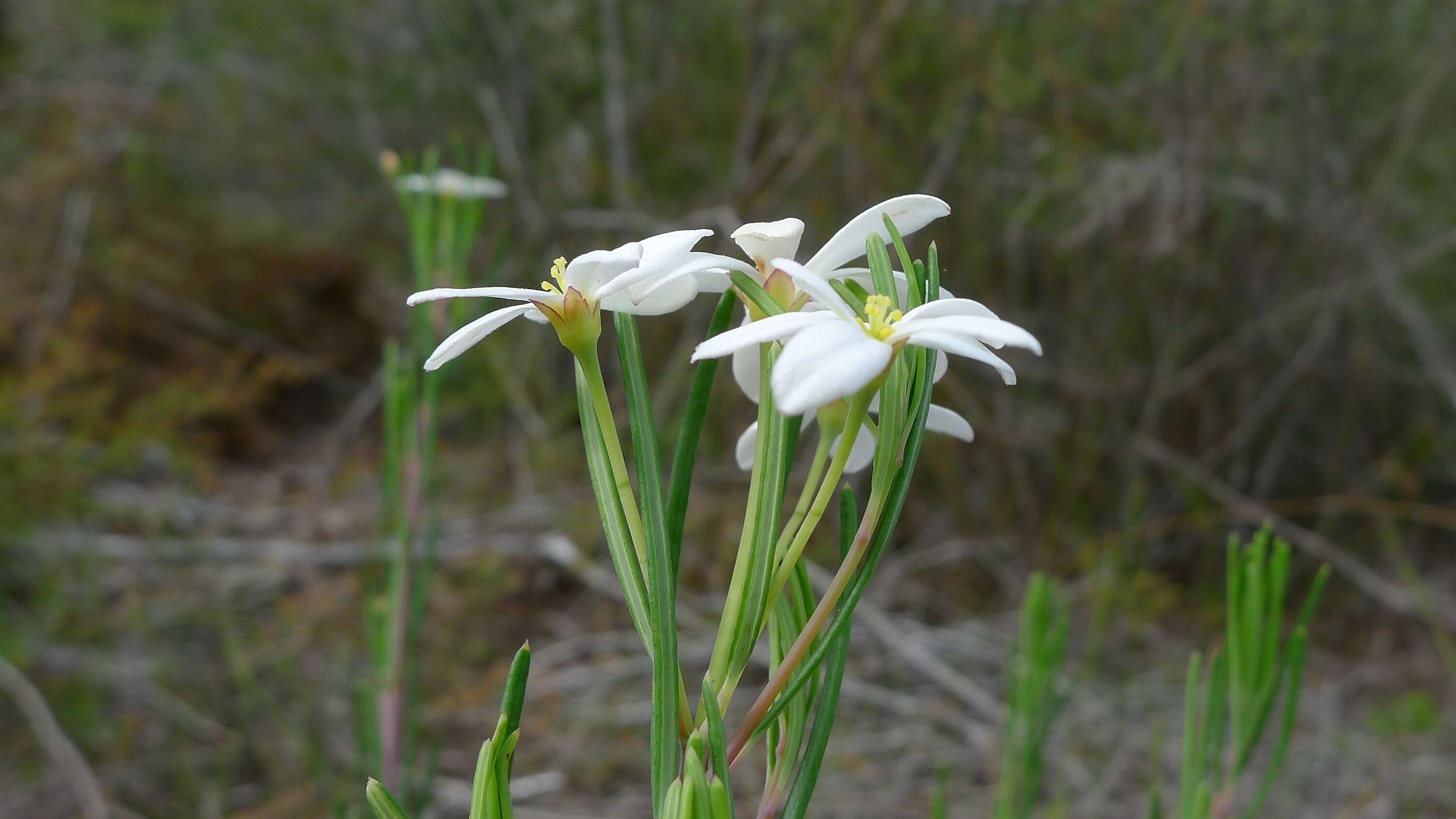 Image of Ricinocarpos pinifolius Desf.