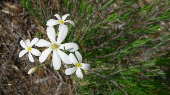 Image of Ricinocarpos pinifolius Desf.