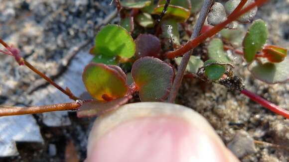 Image of Gonocarpus micranthus Thunb.