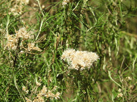 Cassinia aculeata (Labill.) R. Br. resmi