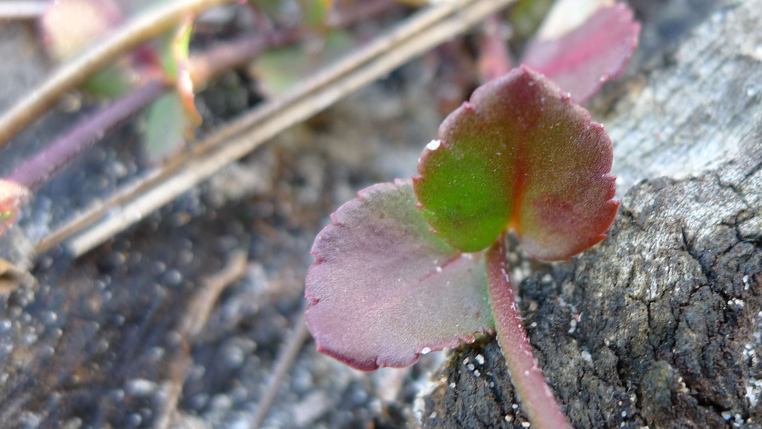 Image of Gonocarpus micranthus Thunb.