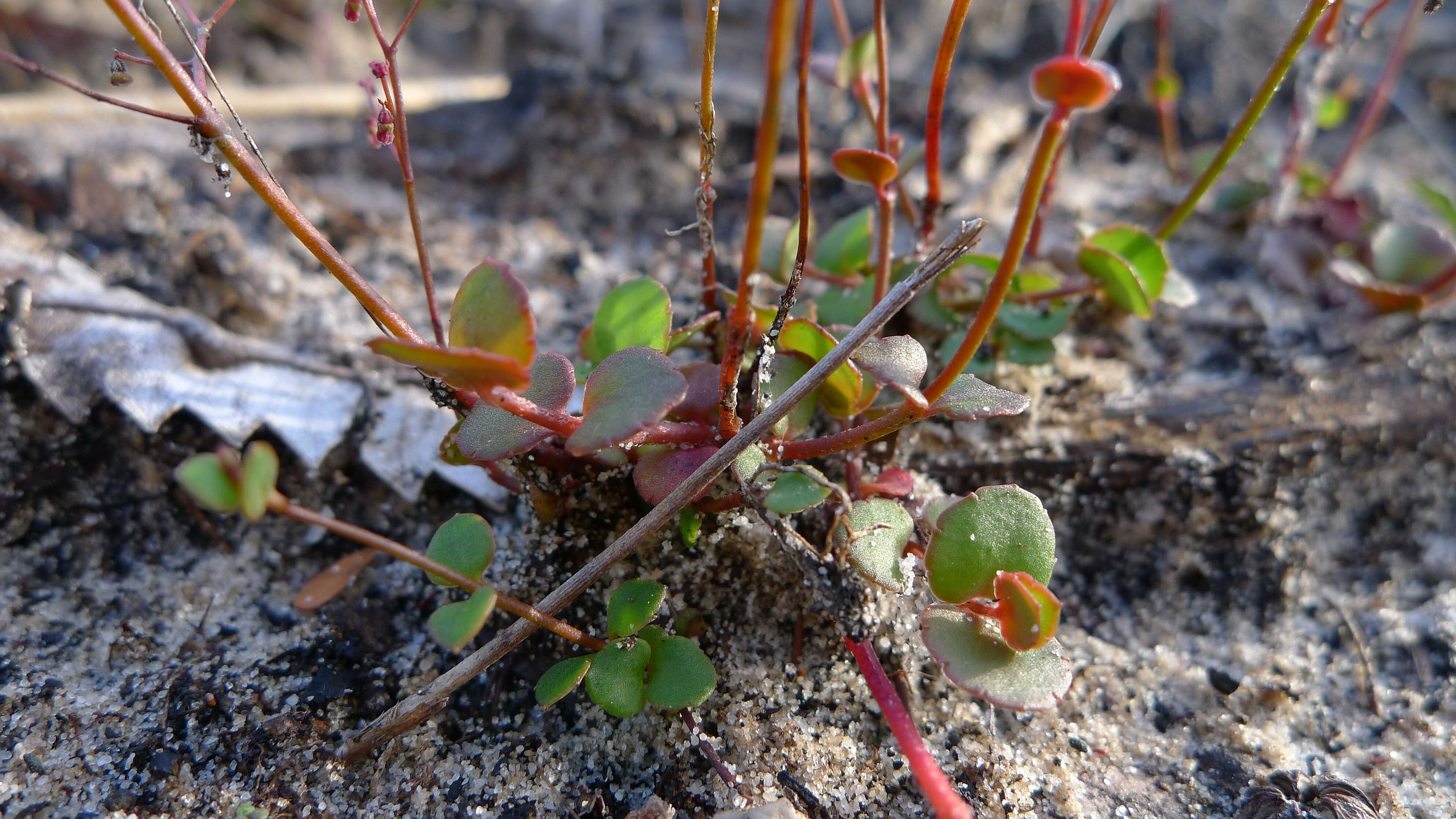 Image of Gonocarpus micranthus Thunb.