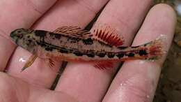 صورة Etheostoma etnieri Bouchard 1977