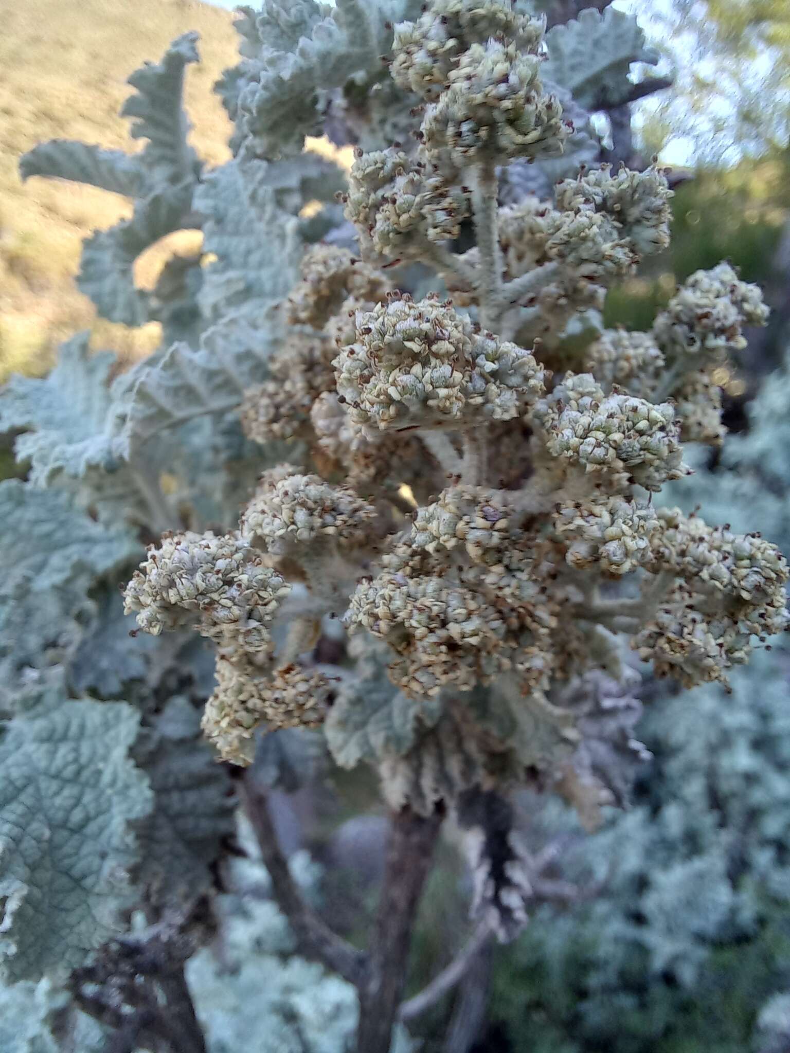 Imagem de Buddleja glomerata H. Wendl.