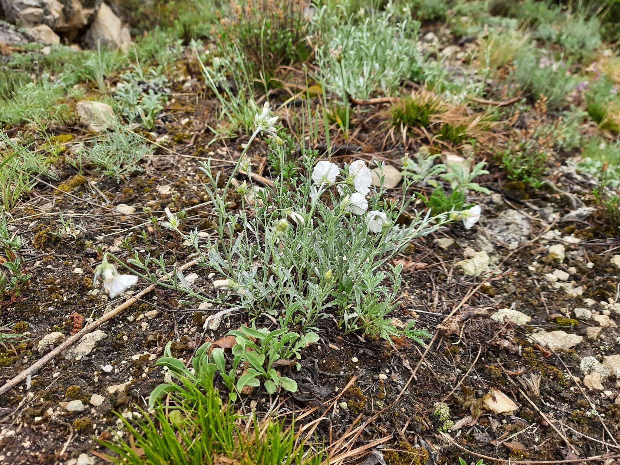 Image de Convolvulus calvertii subsp. ruprechtii (Boiss.) J. R. I. Wood & Scotland