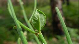Amperea xiphoclada (Sieber ex Spreng.) Druce的圖片