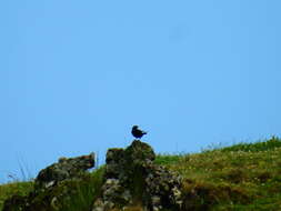 Turdus merula azorensis Hartert 1905 resmi