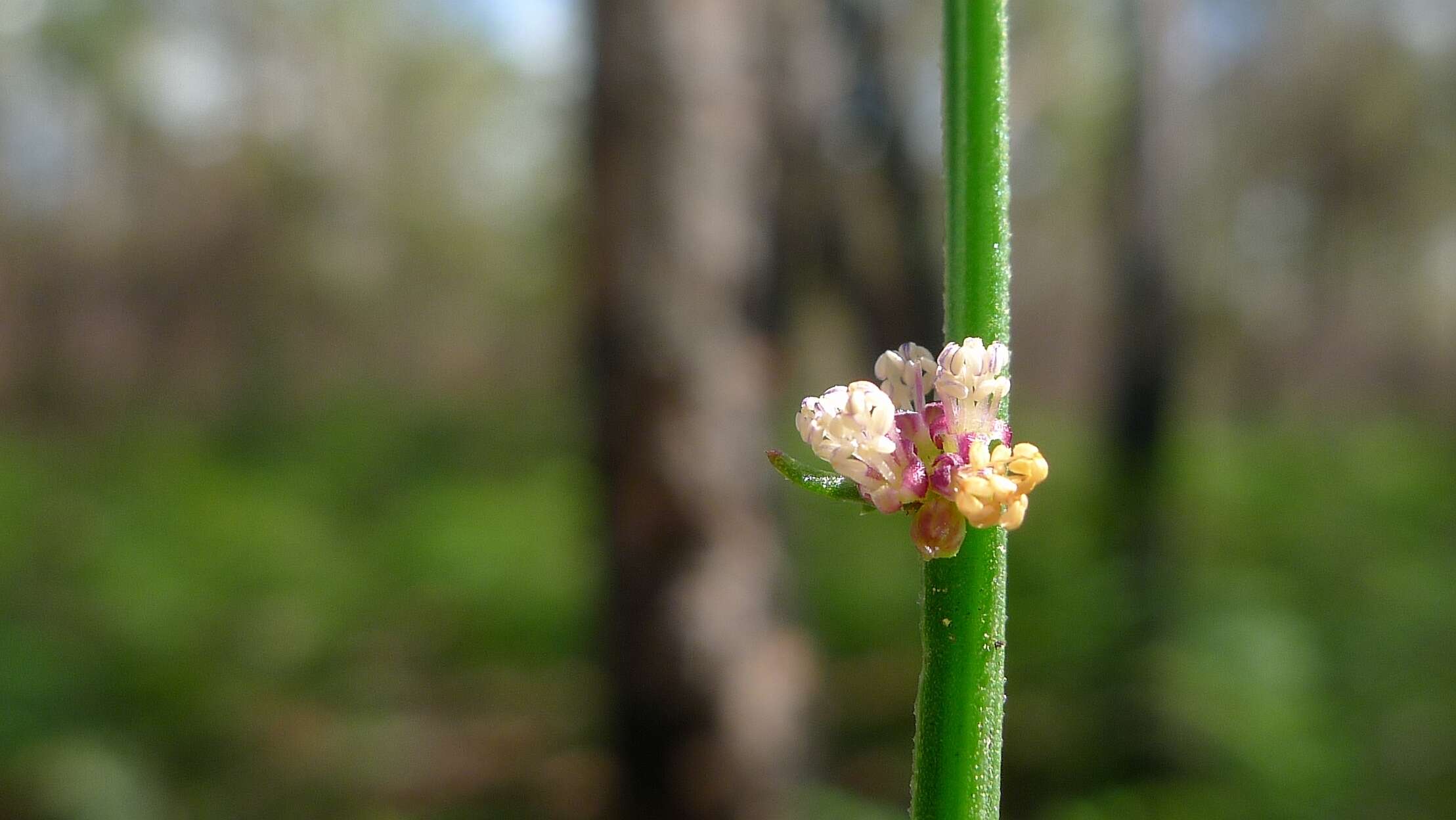 Amperea xiphoclada (Sieber ex Spreng.) Druce的圖片