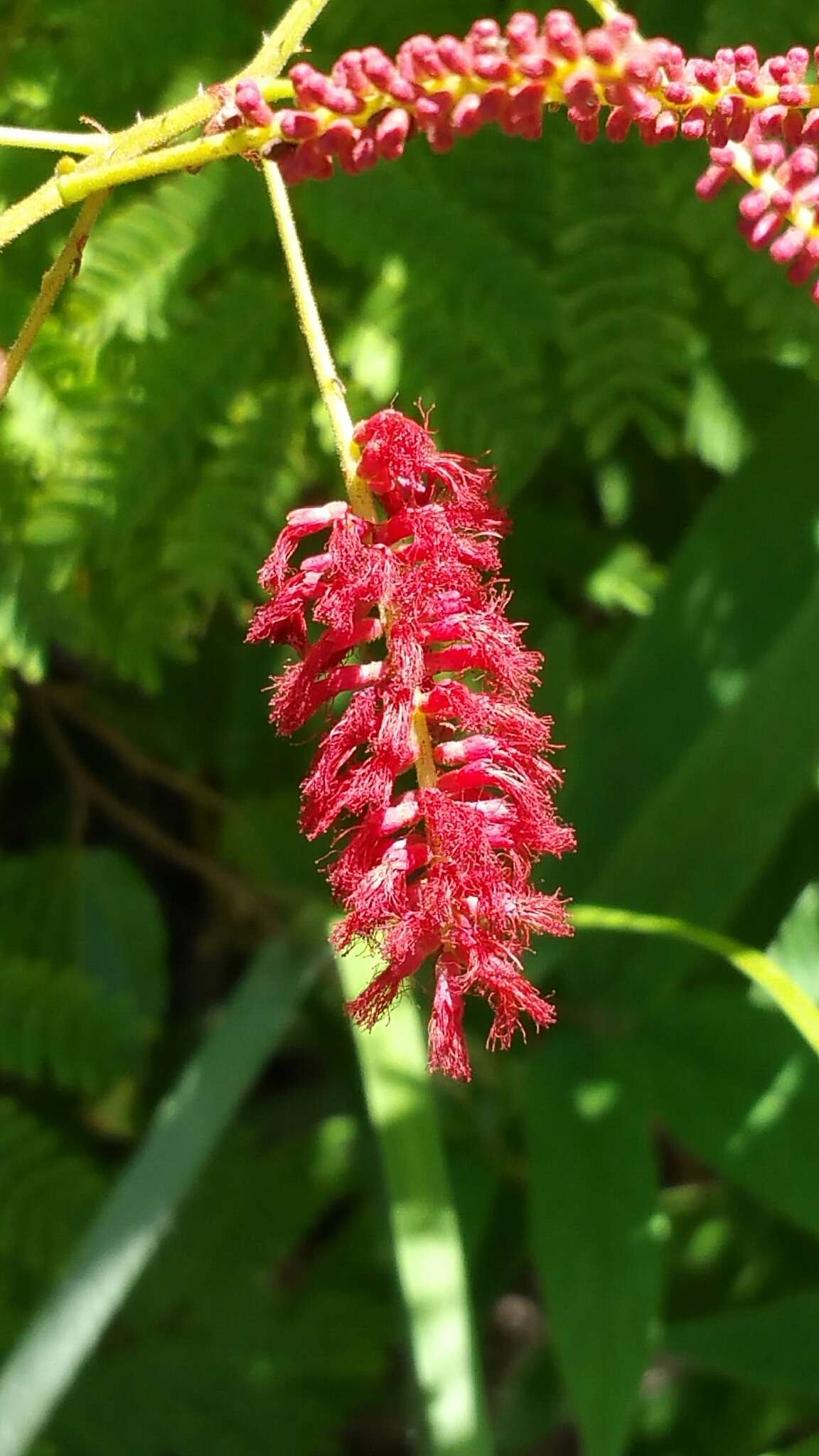 Image of Senegalia pervillei (Benth.) Boatwr.