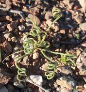 Imagem de Albuca viscosa L. fil.