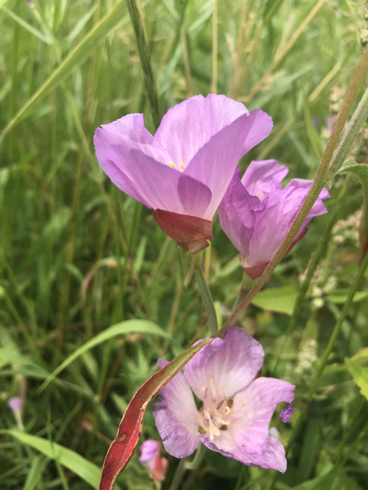 Image of Lindley's clarkia