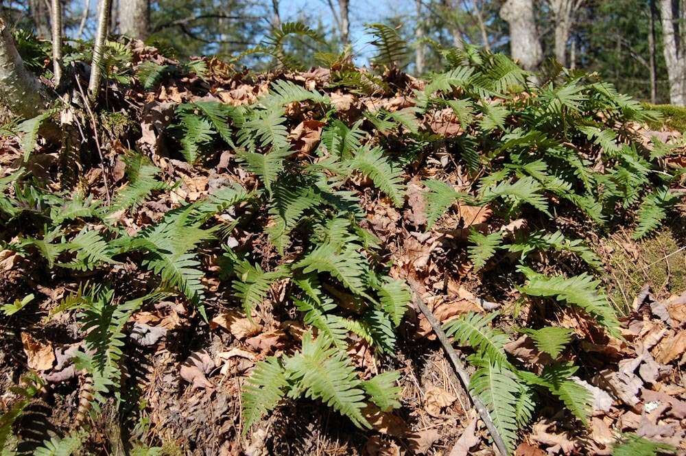 Polypodium appalachianum Haufler & Windham的圖片