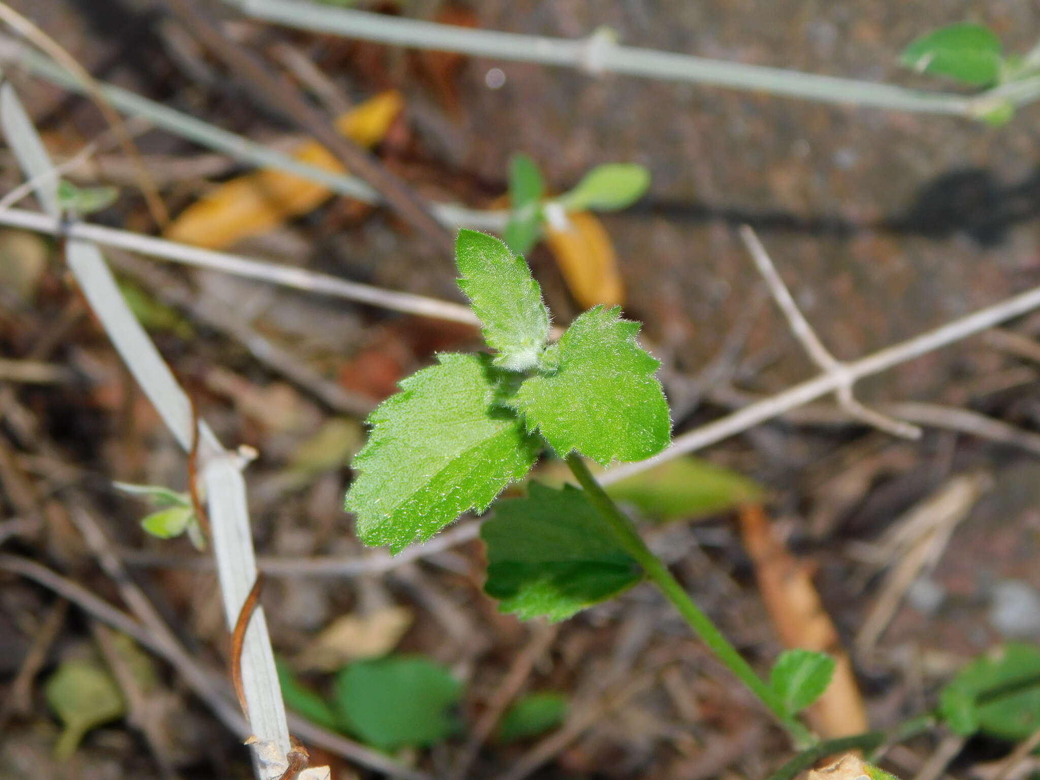 Sivun Chiropetalum griseum Griseb. kuva