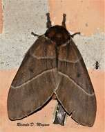 Image of Dirphia baroma (Schaus 1906)