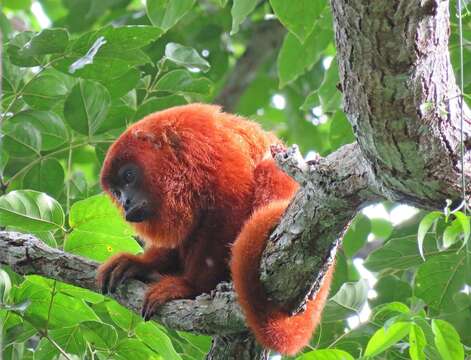 Image of Alouatta seniculus puruensis Lönnberg 1941