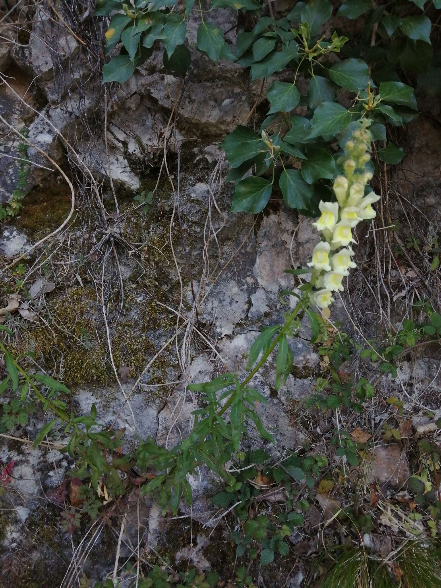 صورة Antirrhinum braun-blanquetii Rothm.