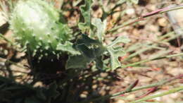 Image of South African Spiny Cucumber