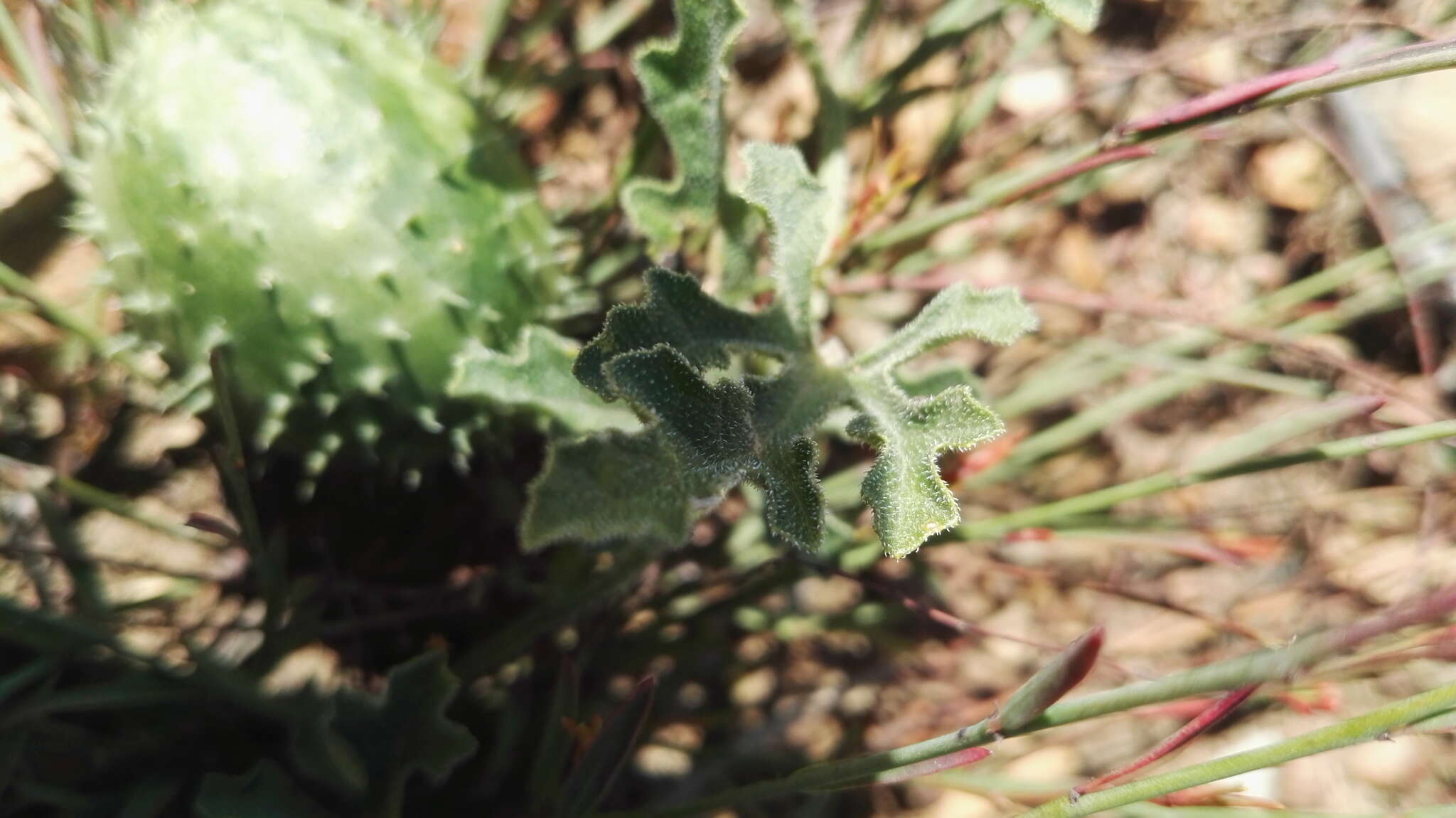 Image de Cucumis zeyheri Sond.