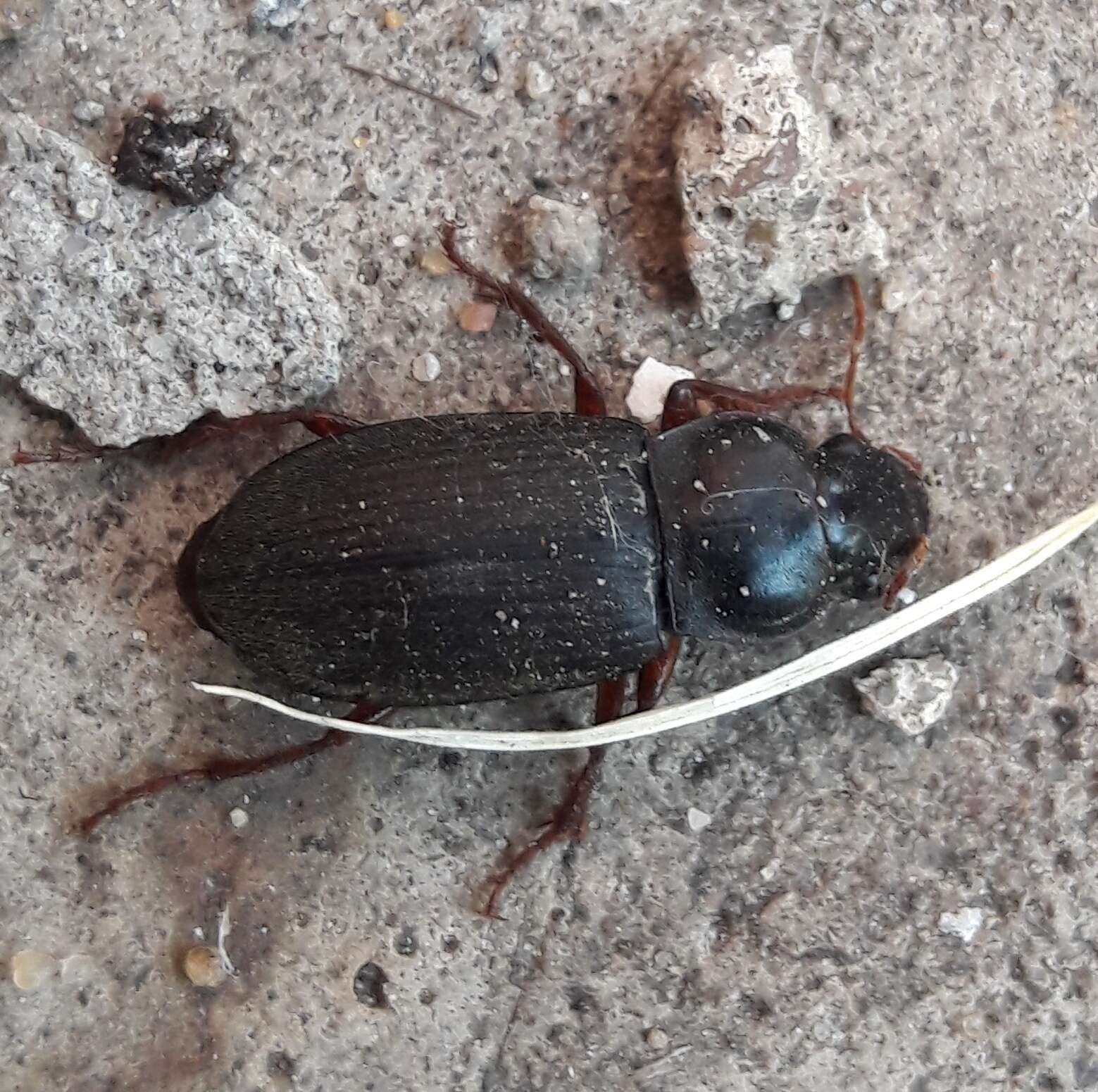 Image of Ground beetle