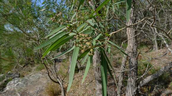 Image of Angophora bakeri E. C. Hall