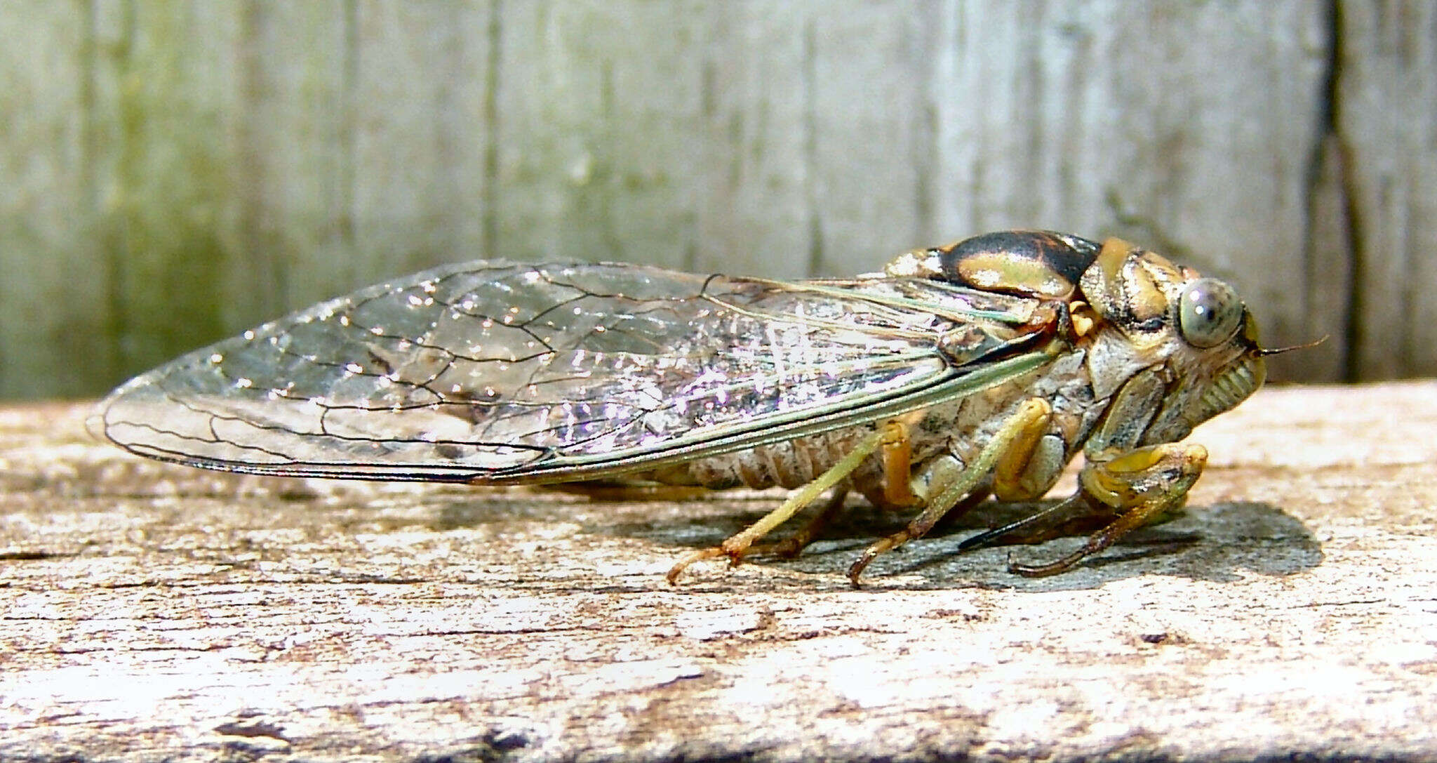 Sivun Diceroprocta vitripennis (Say 1830) kuva