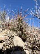 Image of Schott's Prickly-pear Cactus