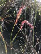 صورة Drosera camporupestris Rivadavia