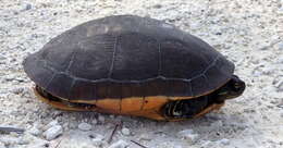 Image of Deirochelys reticularia reticularia (Latreille 1801)