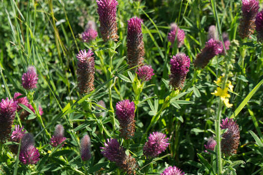 Image of Red Trefoil