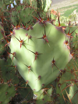 Image of pricklypear