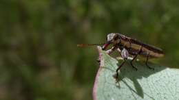 Image of Angophora hispida (Sm.) D. F. Blaxell