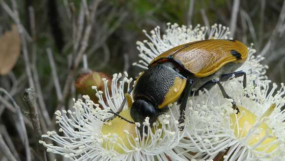 Image of Temognatha variabilis (Donovan 1805)