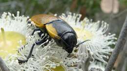 Image of Temognatha variabilis (Donovan 1805)