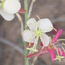 Image of Trans-Pecos beeblossom