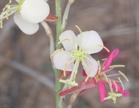 Image of Trans-Pecos beeblossom