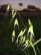 Image of wild oat