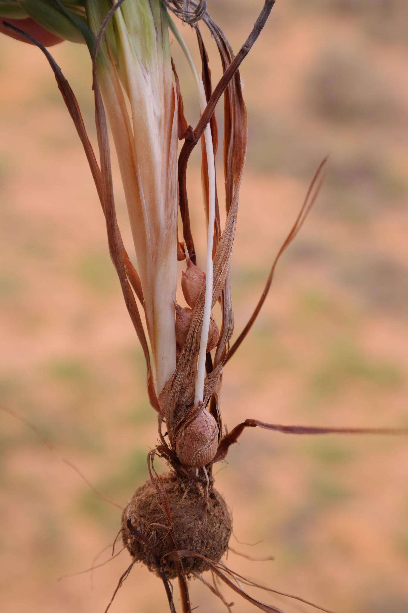 Image of Babiana grandiflora Goldblatt & J. C. Manning