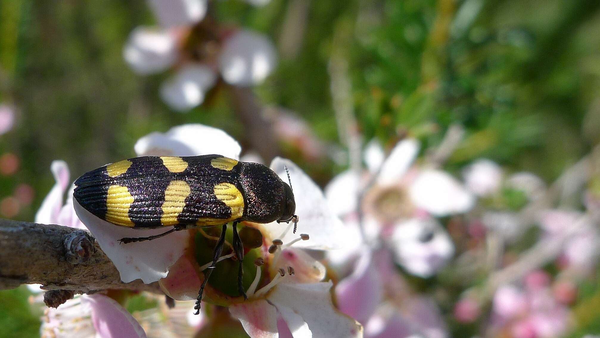 Слика од Leptospermum squarrosum Gaertn.