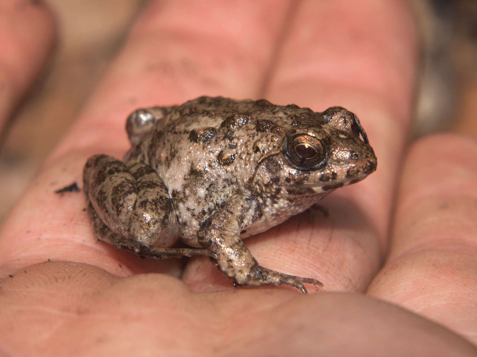 Image of Mababe river frog