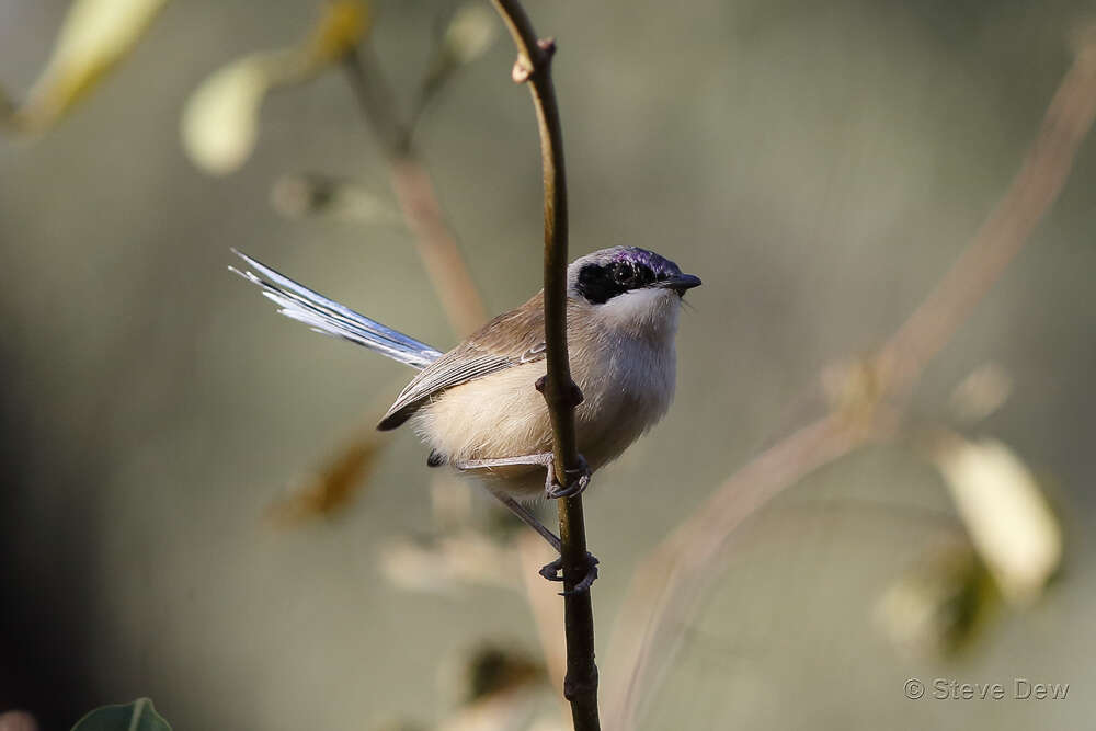 Image de Malurus coronatus macgillivrayi Mathews 1913