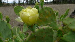 Image of Opuntia dillenii