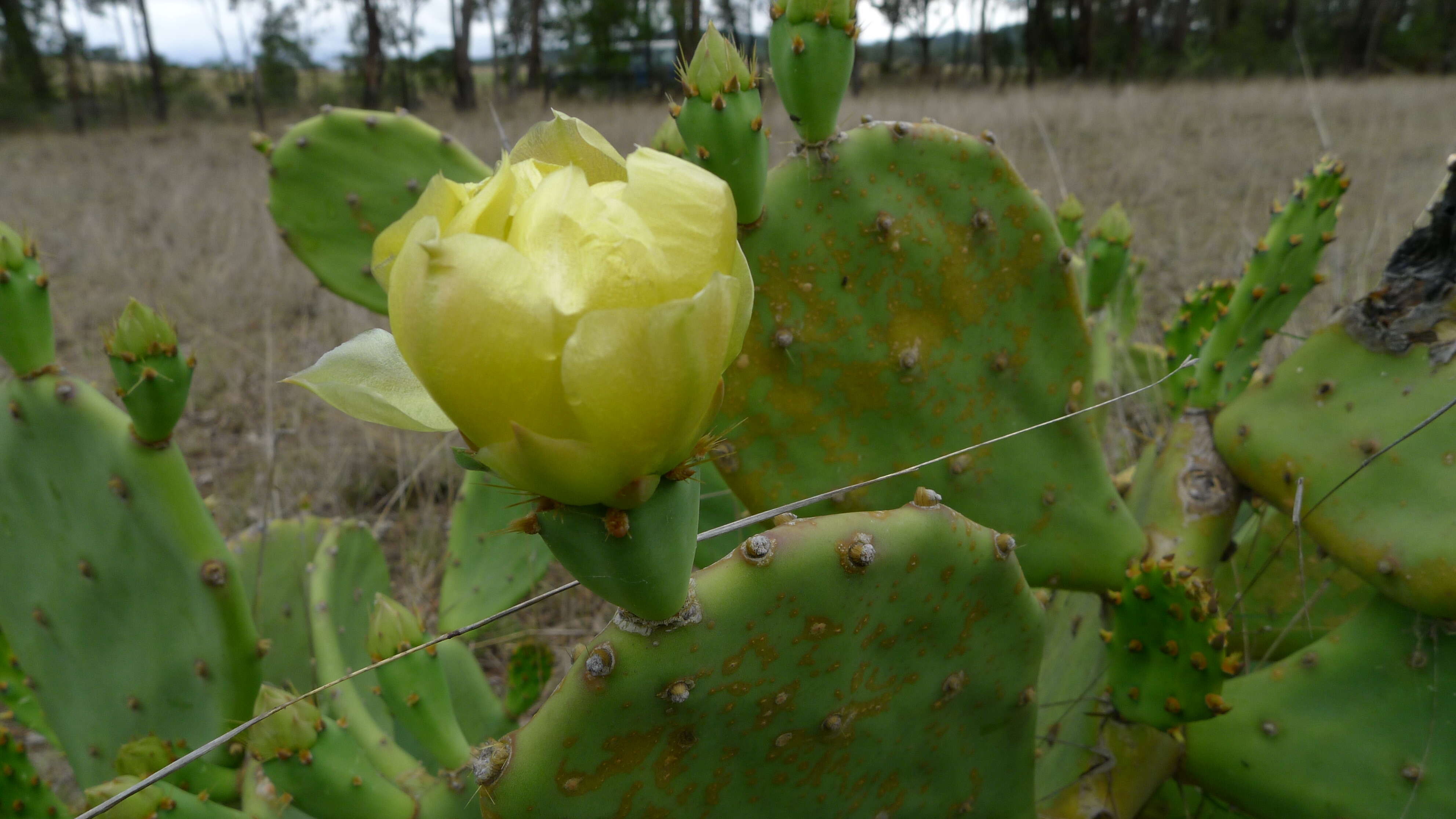 Image of Opuntia dillenii