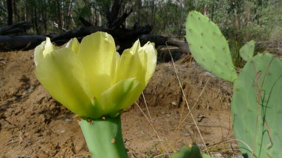 Image of Opuntia dillenii