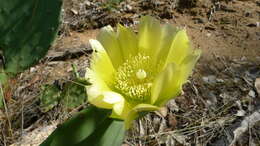 Image of Opuntia dillenii