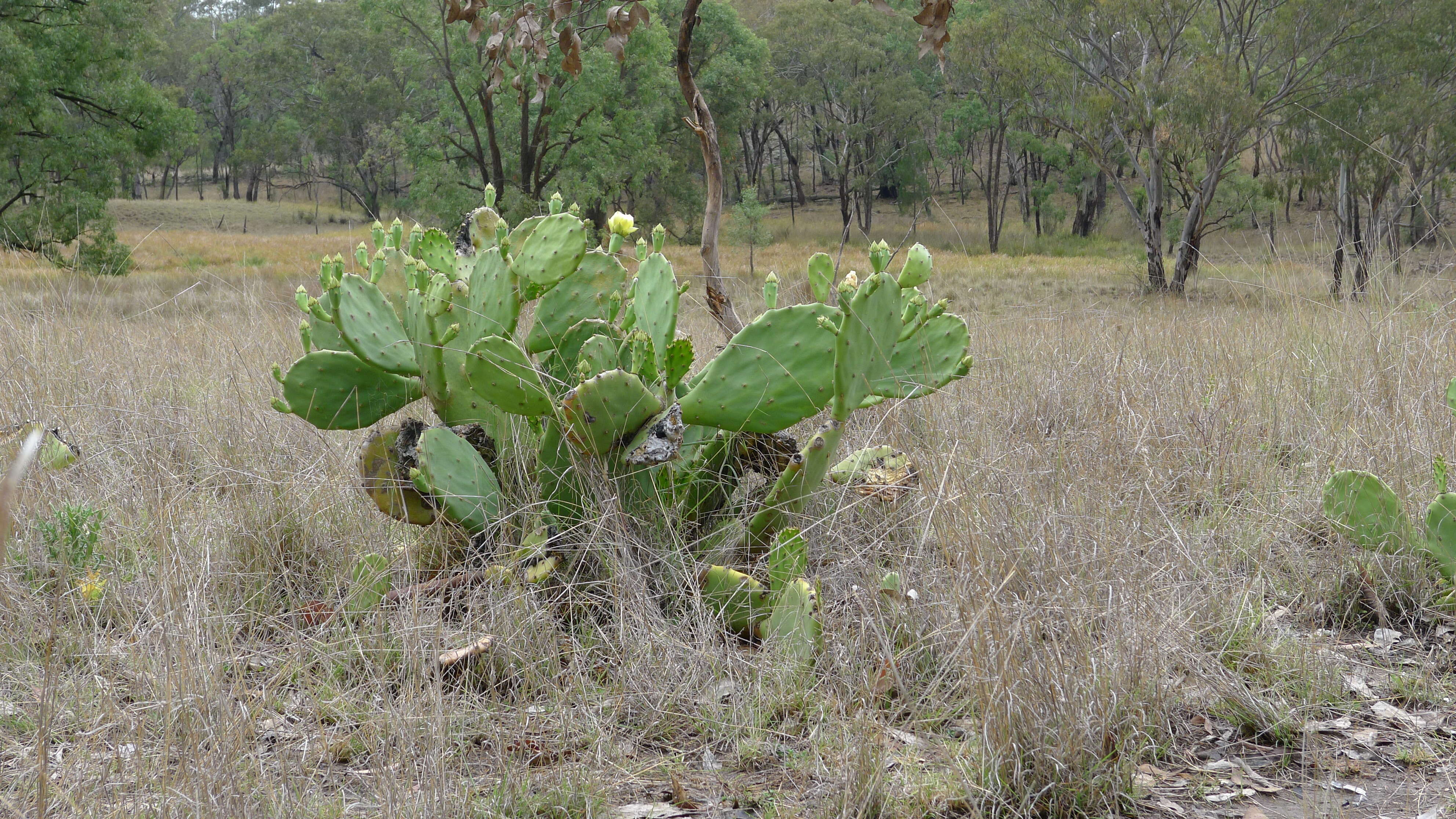 Image of Opuntia dillenii