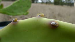 Image of Opuntia dillenii